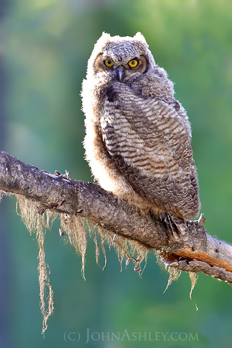 Juvenile great-horned owl (c) John Ashley Juvenile great-horned owl (c) John Ashley