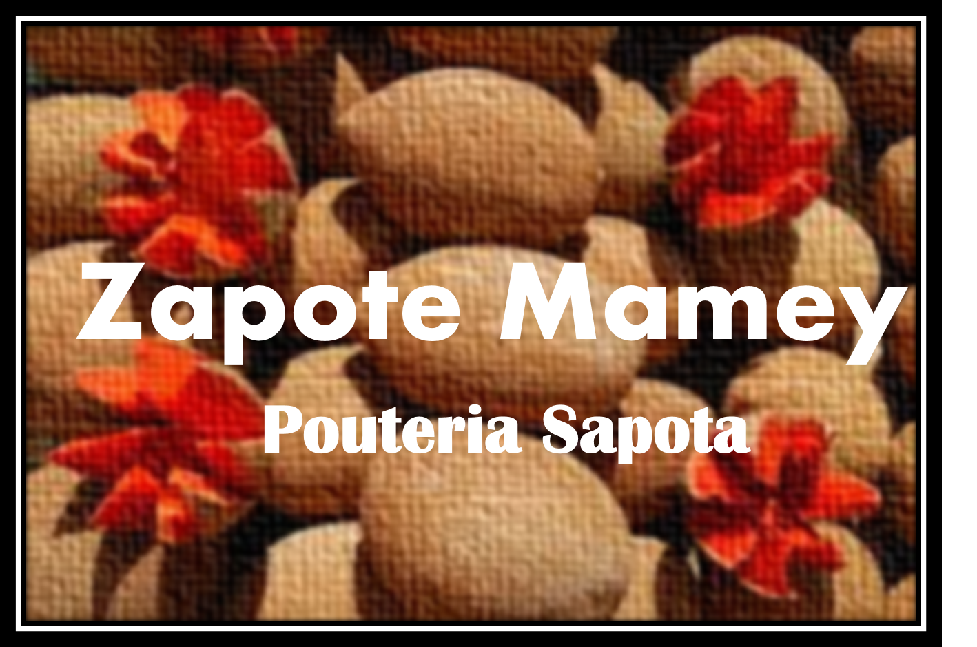 herramientasve C103 Grupo 3 Frutas Exóticas