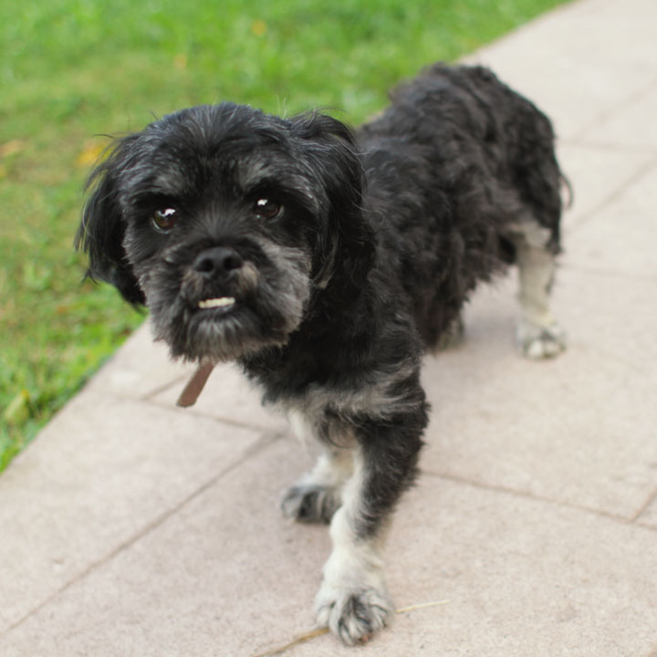 schnauzer poodle shih tzu mix shih tzu poodle mix schnauzer poodle shih tzu mix shih tzu poodle mix