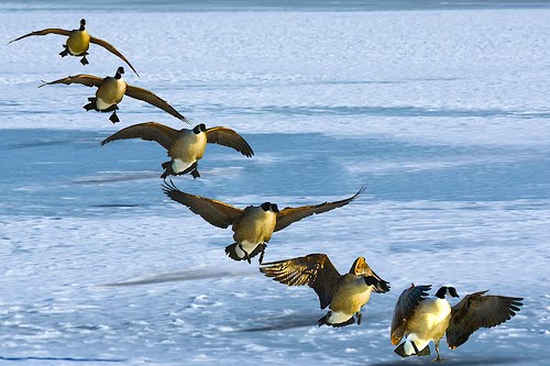 Inspirations for Living: Sense of a Goose...