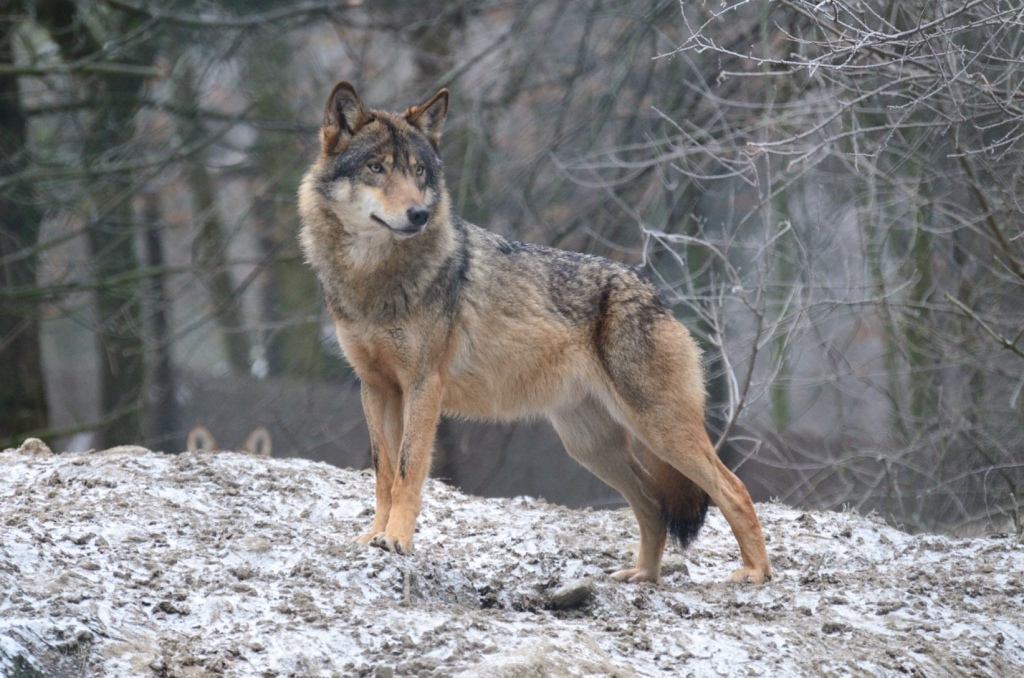El lobo (Canis lupus) - Taringa!