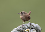 A Shetland Wren