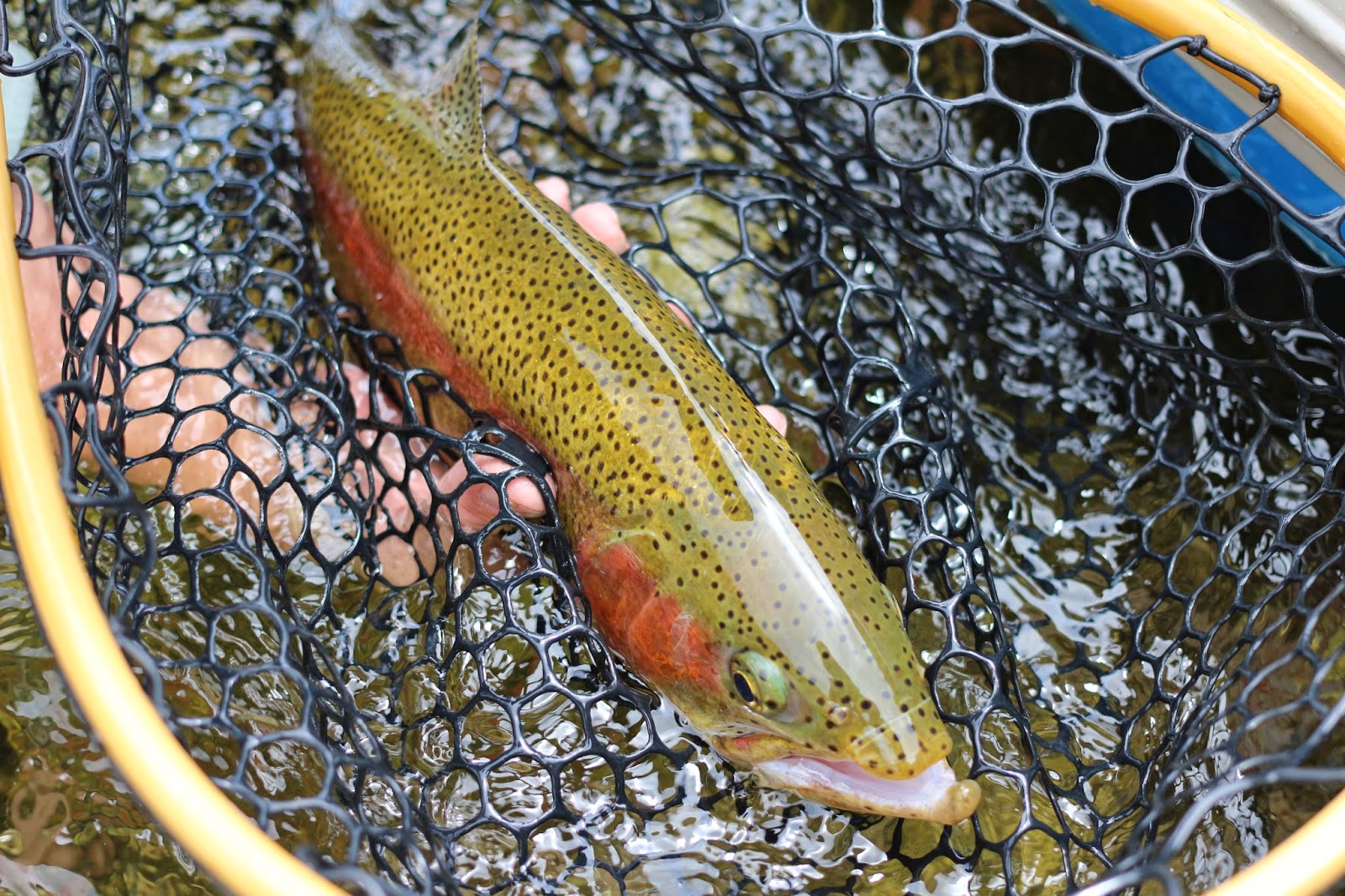 Fly+Fish+the+Green+River+A+section+with+Jay+Scott+Outdoors+during+the+Cicada+Hatch+June+2014+4.JPG