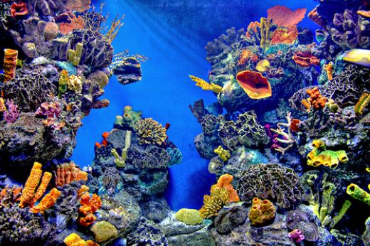 aquarium fishes wallpapers. Aquarium Fish Screensaver