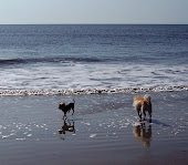 Are We Surfer Dogs???