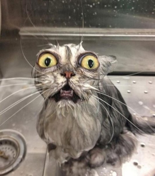 Мокрые коты (10 фото)