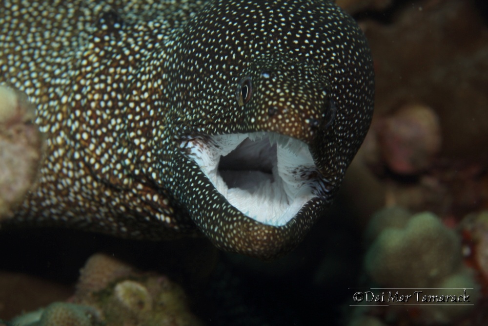 Capturing the Moment Close Up with a Moray Eel