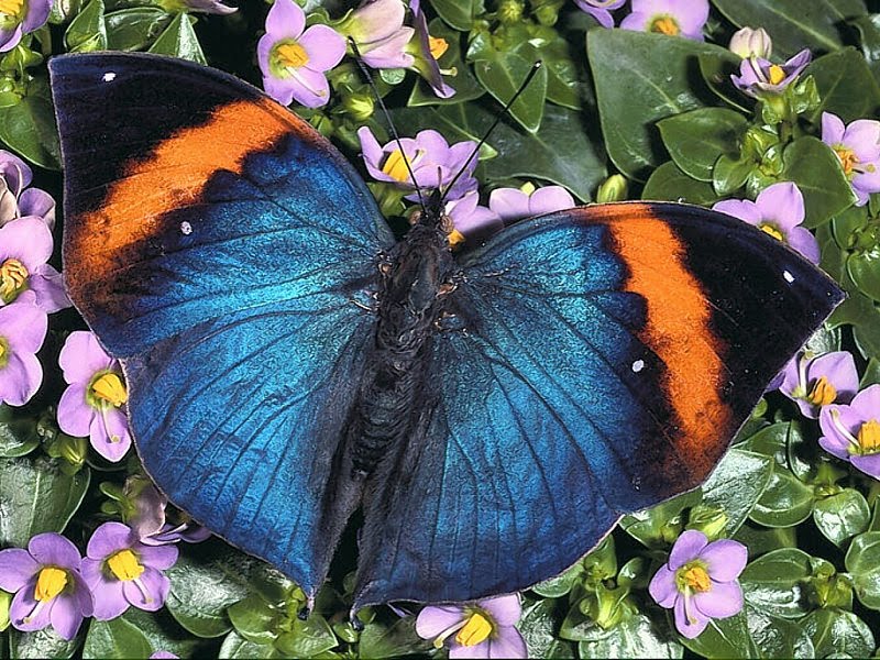 Best Beautiful Butterfly Pictures Best Beautiful Butterfly Pictures, Best Beautiful Butterfly, Best Butterflies