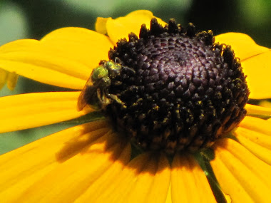 Black-eyed Susan with Bee