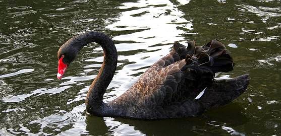 Imagen de un cisne negro flotando elegante sobre un lago