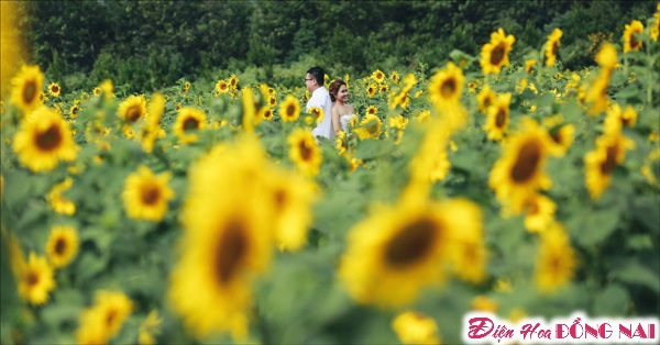 [Image: Chum-anh-cuoi-lang-mang-giua-mua-hoa-Da-Lat-8.jpg]