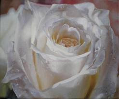 Delibrosygentes 2012