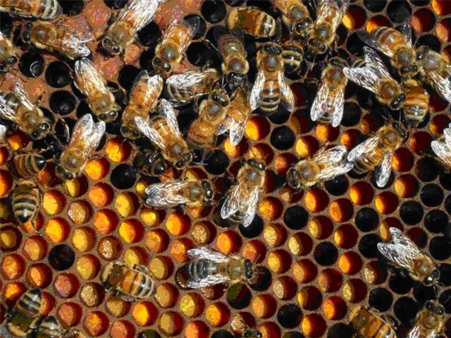 THE BEES NEED YOU! - Science in the City