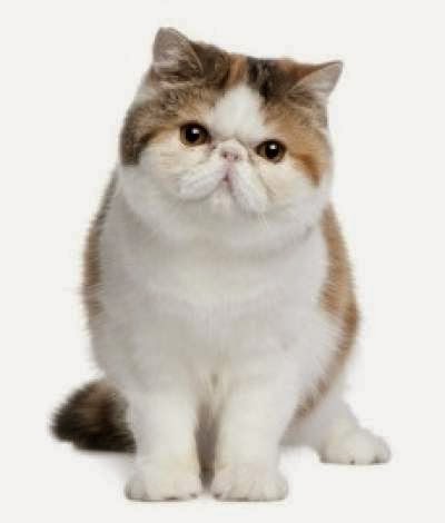 Excotic Short Haired Persians kucing-persia-berbulu-pendek
