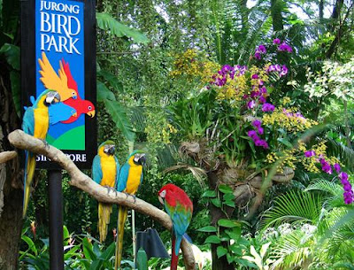 Tour Singapore Vườn chim Jurong - ĐảoSentosa Vuon+chim+jurong