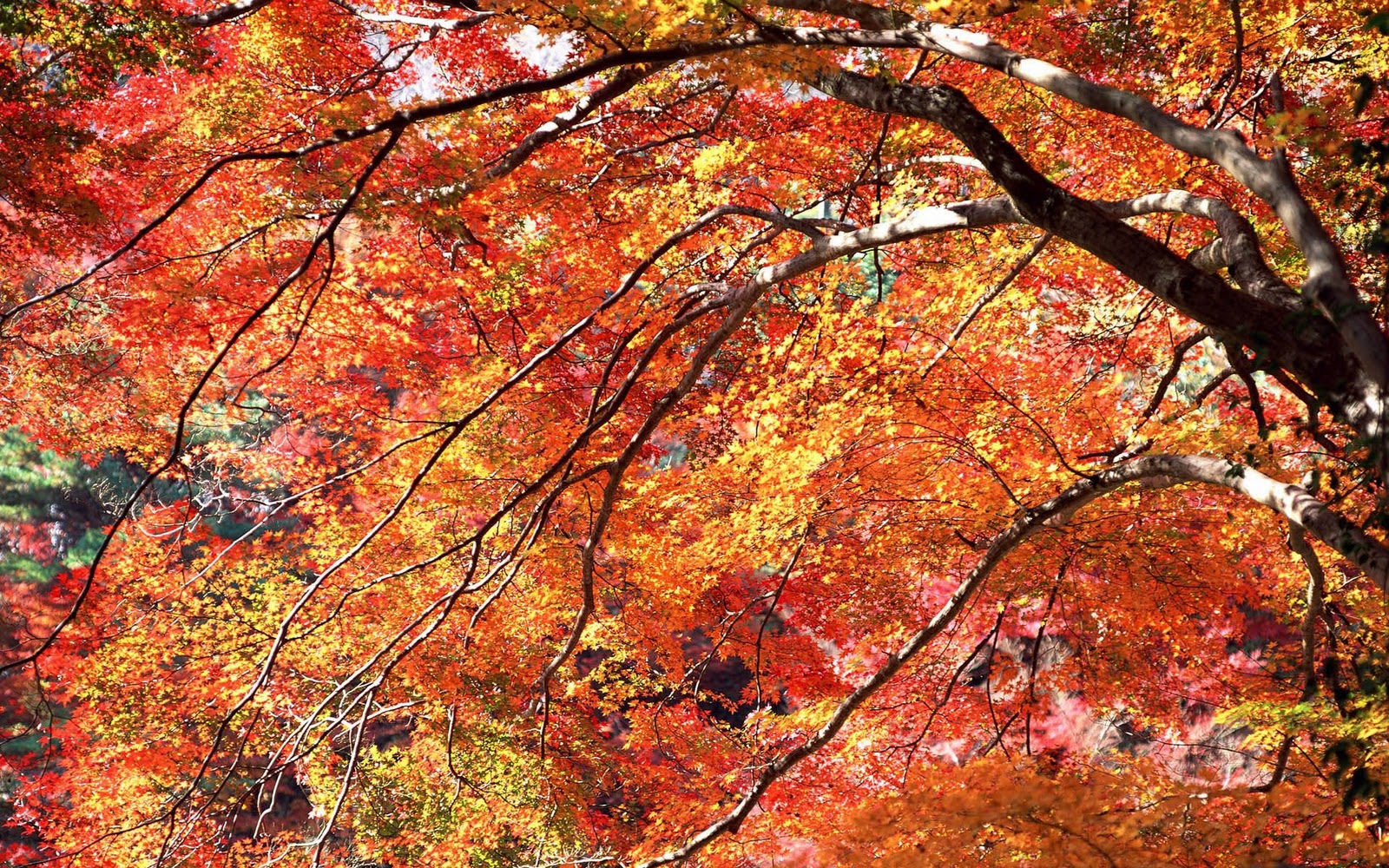 http://4.bp.blogspot.com/-pwX78OA6sI8/TwIEkZW2fPI/AAAAAAAAbYg/vqpTDwGV710/s1600/Autumn+Trees+HD+Wallpapers+%252819%2529.jpg