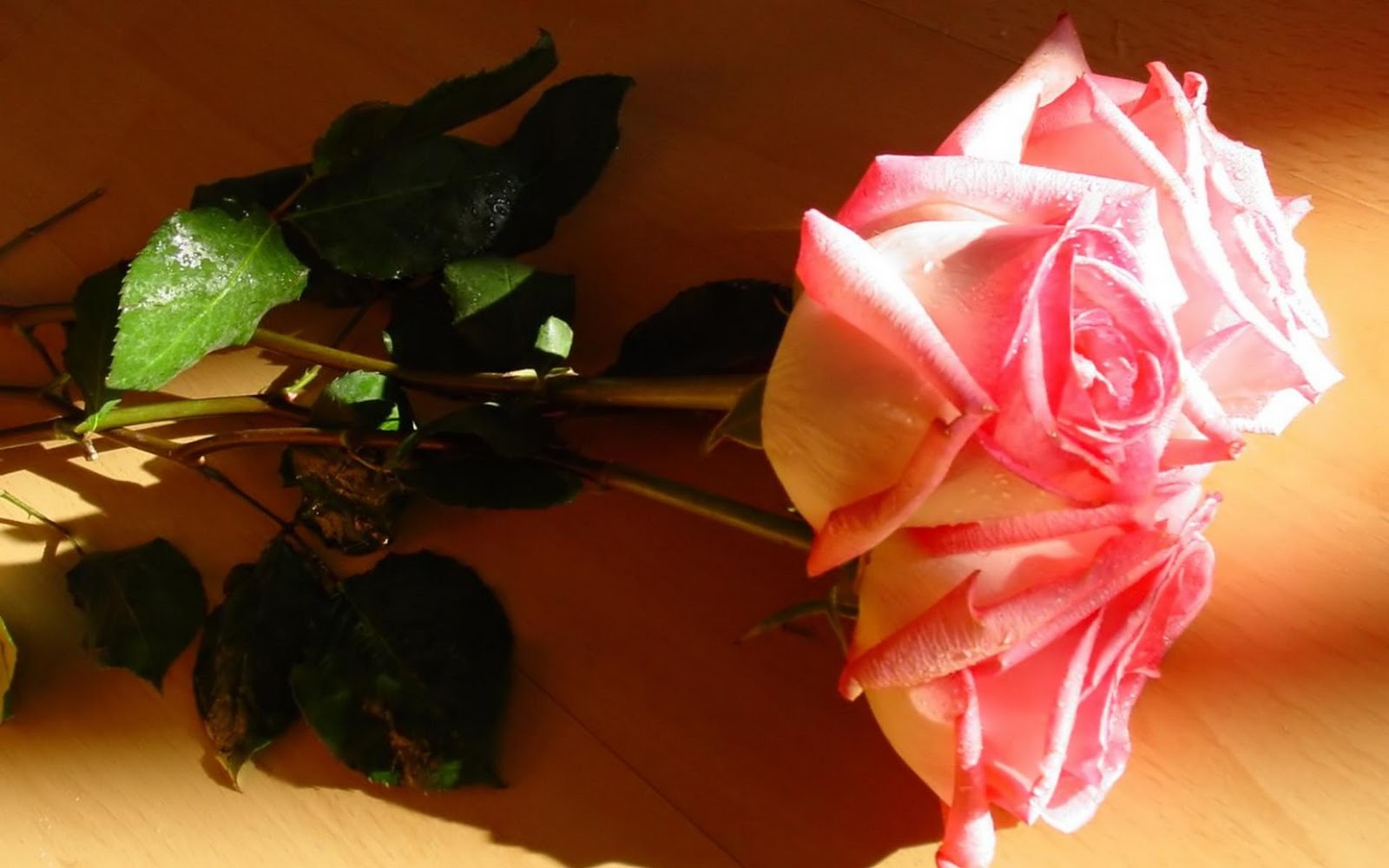 http://4.bp.blogspot.com/-pwezTrlff5c/TWEZG6nl1tI/AAAAAAAAAIc/KQfYhWmACGw/s1600/Rose_perfect_love_symbol_hd_wallpaper.jpg