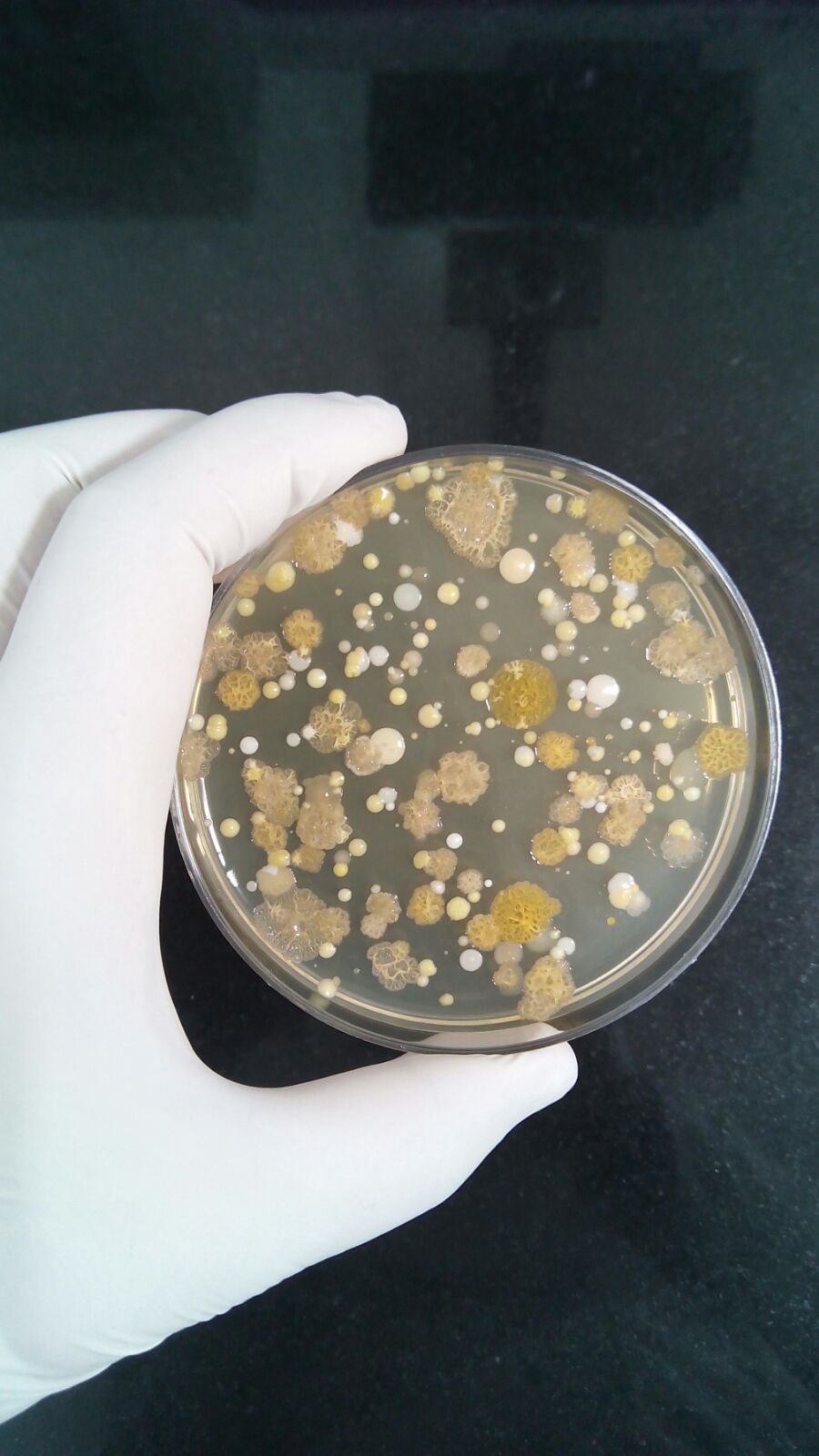 Microbiology Solutions Selection of incubation conditions for