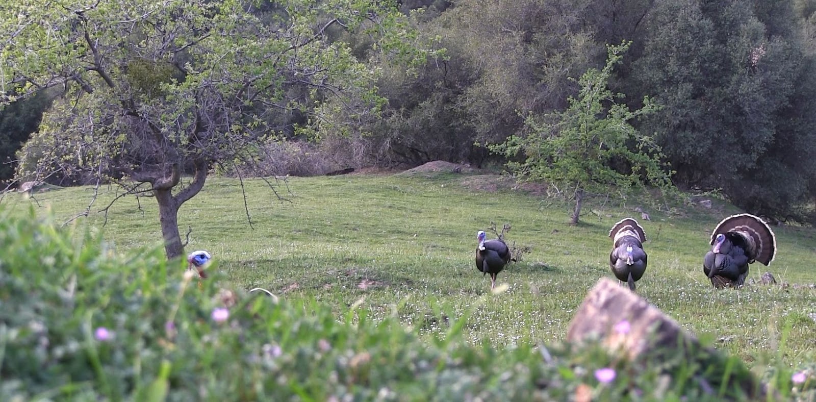 Hunting+turkeys+in+California+with+Jay+Scott+Outdoors+6.jpg