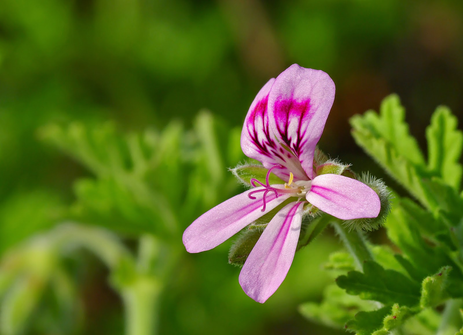 Manfaat Dan Khasiat Bunga Geranium (Pelargonium Graveolens)  Selama ini penyembuhan kanker telah dilakukan melalui pembedahan Manfaat Dan Khasiat Bunga Geranium (Pelargonium Graveolens)
