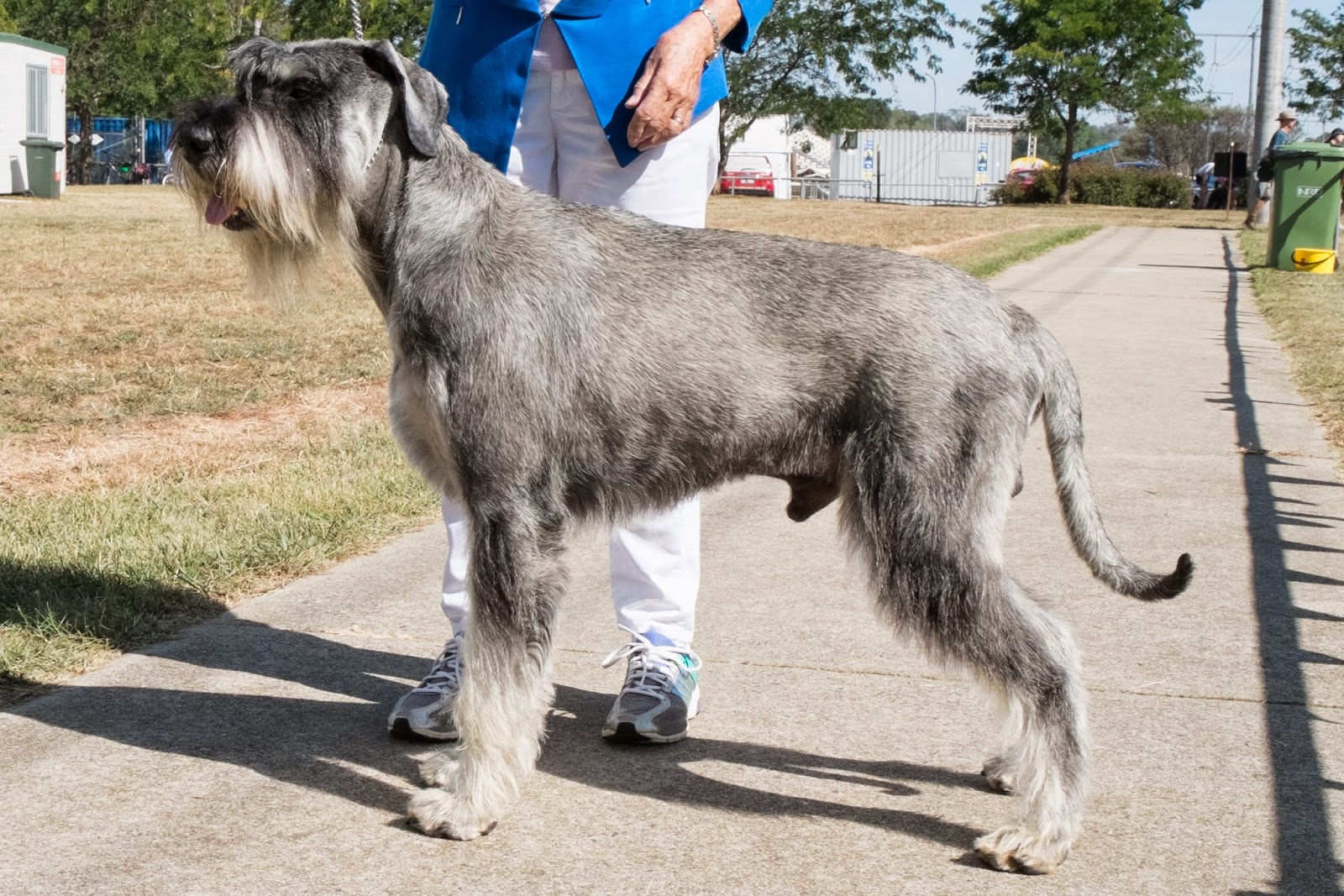 Munchener Giant Schnauzers