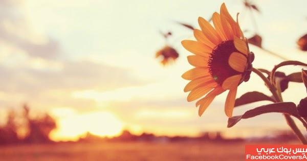 اغلفة فيس بوك عربي زهور صفراء غلاف للفيس بوك Hd تحميل أغلفة فيس