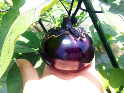紫福茄子