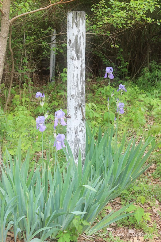 Naturalized Iris in Poison Ivy Photo by Tori Beveridge Naturalized Iris in Poison Ivy Photo by Tori Beveridge