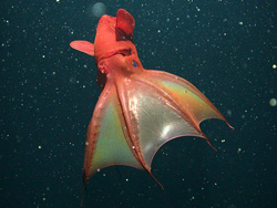 Vampir Squid - Hewan Teraneh Vampir Squid - Hewan Teraneh