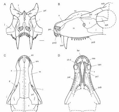 craneo de Lophorhinus