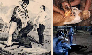 Zoo Animals: Animal liberation WORLD rEVOLution