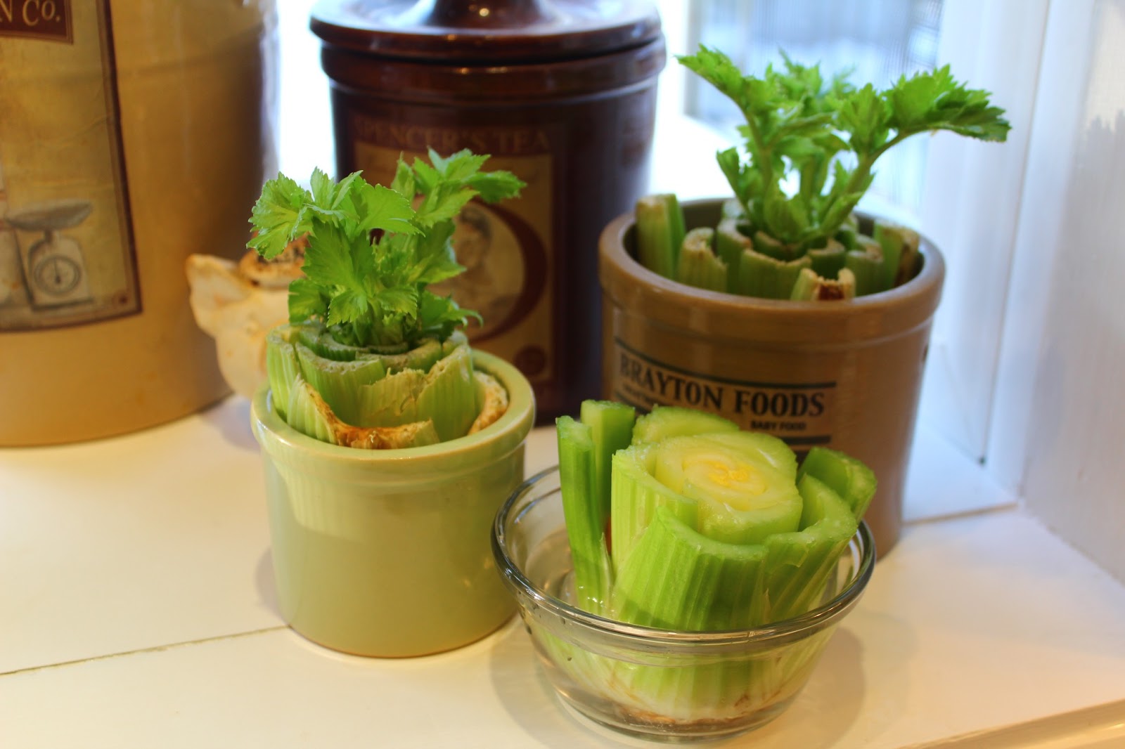 Seeking Simple in the Suburbs How to Regrow Celery