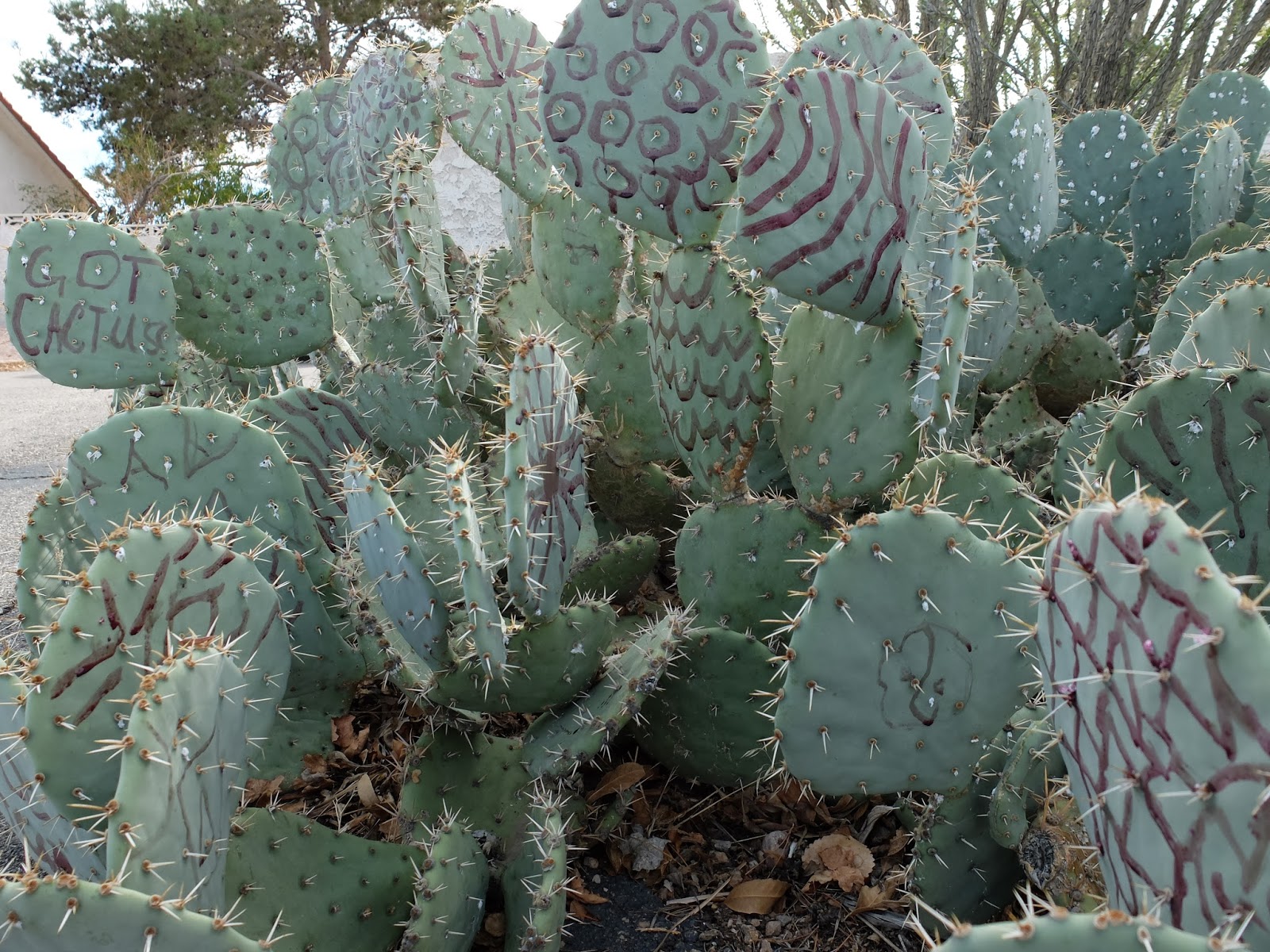 TravelMarx Dactylopius Got Cactus?