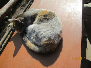 The stray cat at Taktsang Cafeteria.