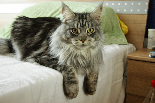Kucing Comel Maine Coon