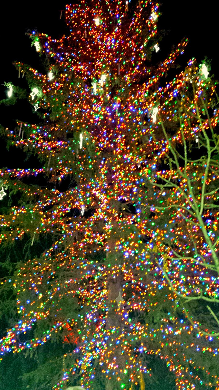 Pitter Patter and Constant Chatter Winter Adventures...Part 1