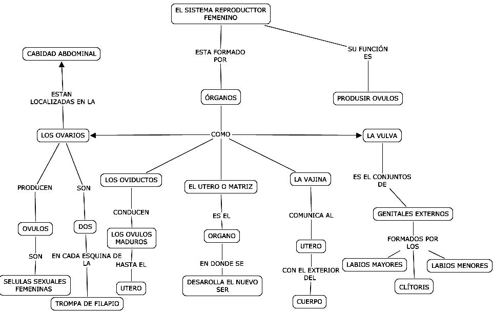 ESQUEMA DEL SISTEMA REPRODUCTOR FEMENINO Esquema del Sistema Reproductor Femenino