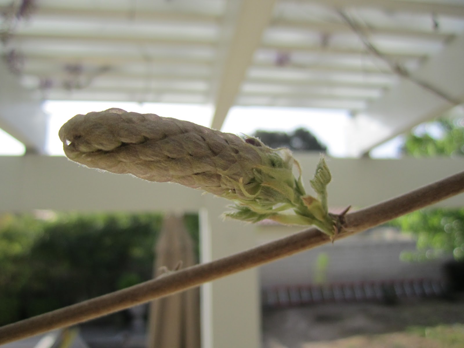 bud sprouting