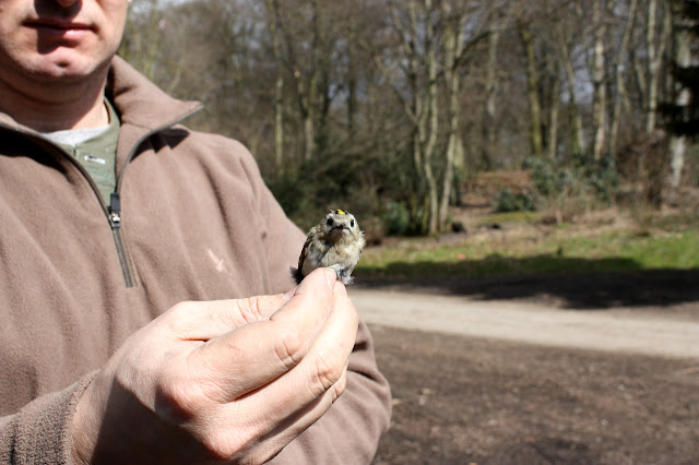Goldcrest Goldcrest