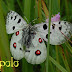 Borboleta Apolo