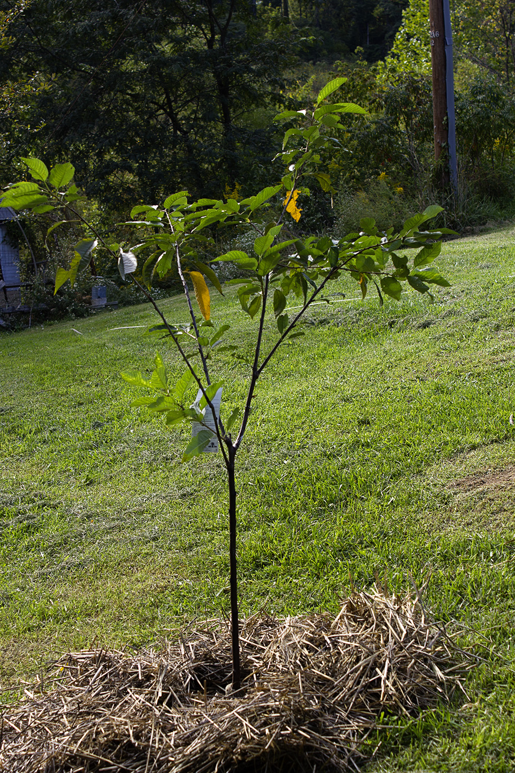 cherry tree investments v landmain 2012 rurification cherry trees cherry tree investments v landmain 2012 rurification cherry trees