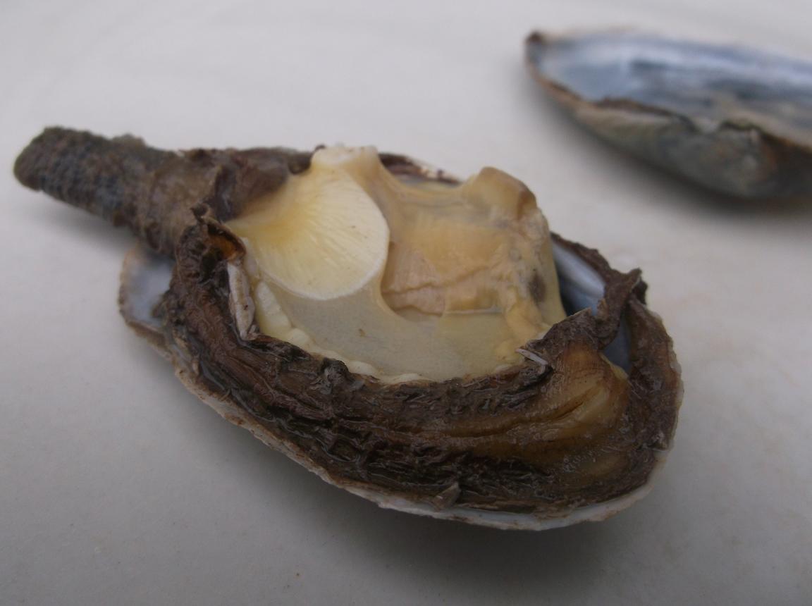 The Yankee Chef ® FYI on Clams