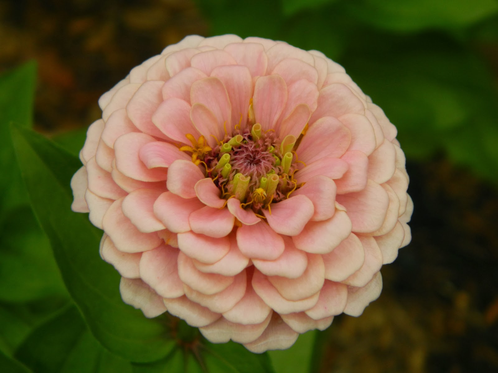 Pam's English Cottage Garden PeachColored Blooms