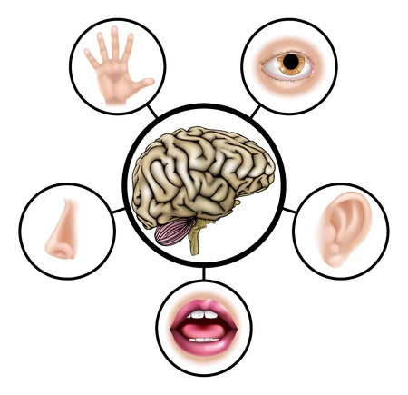 percepção sensorial: tato, ouvido, nariz, olhos, fala