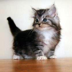 kitten kitten