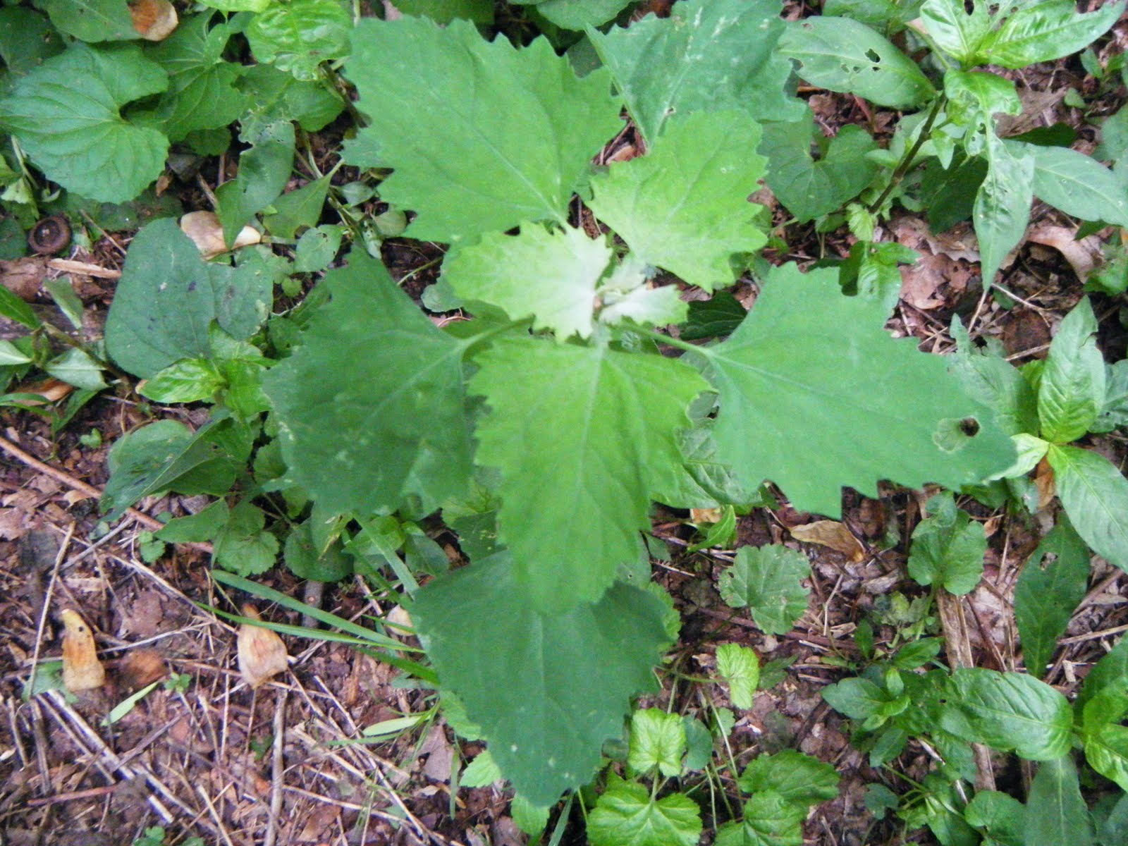 The Botanical Hiker August 2011