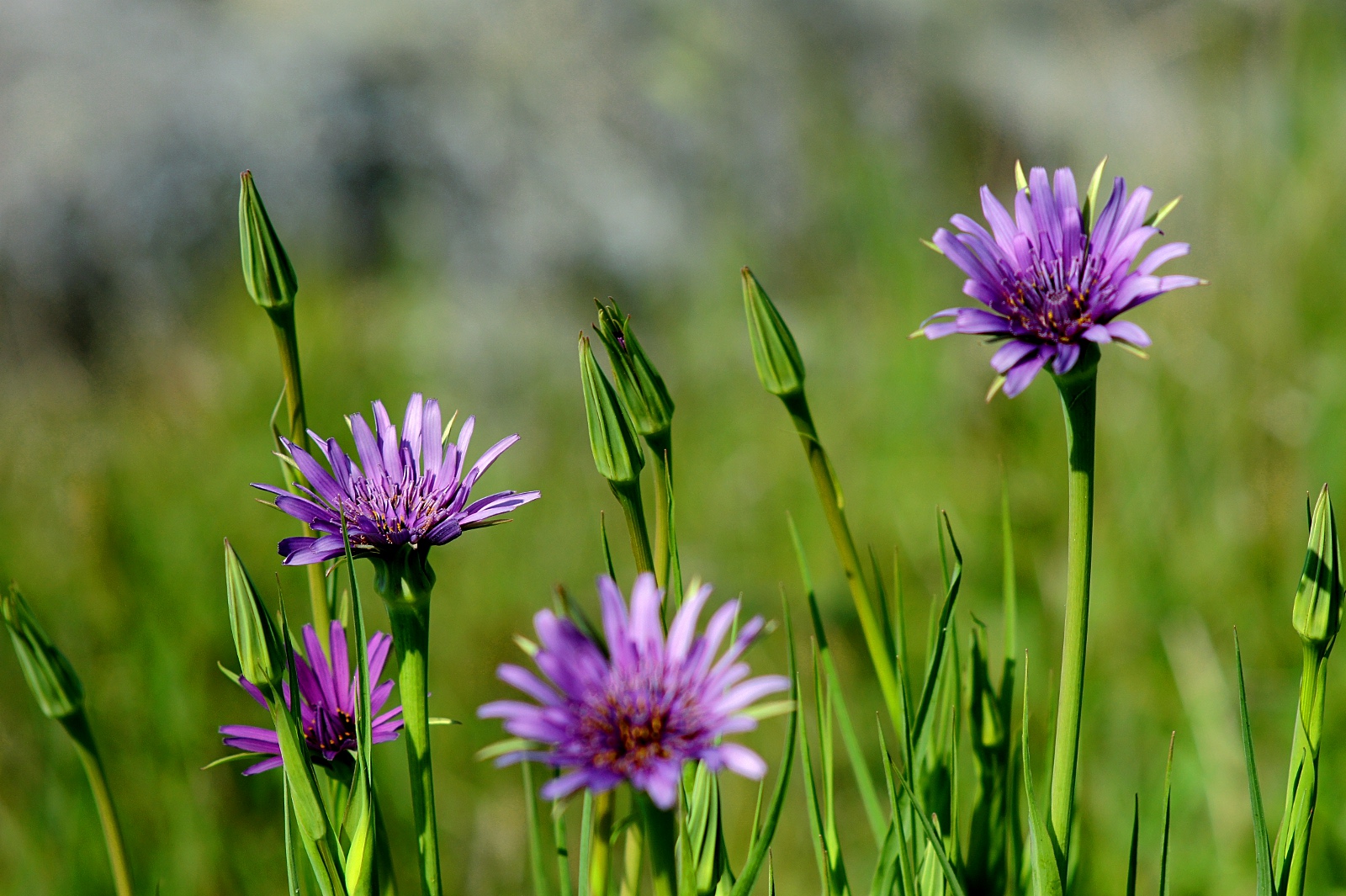 Victoria Daily Photo Salsify (Tragopogon porrifolius)