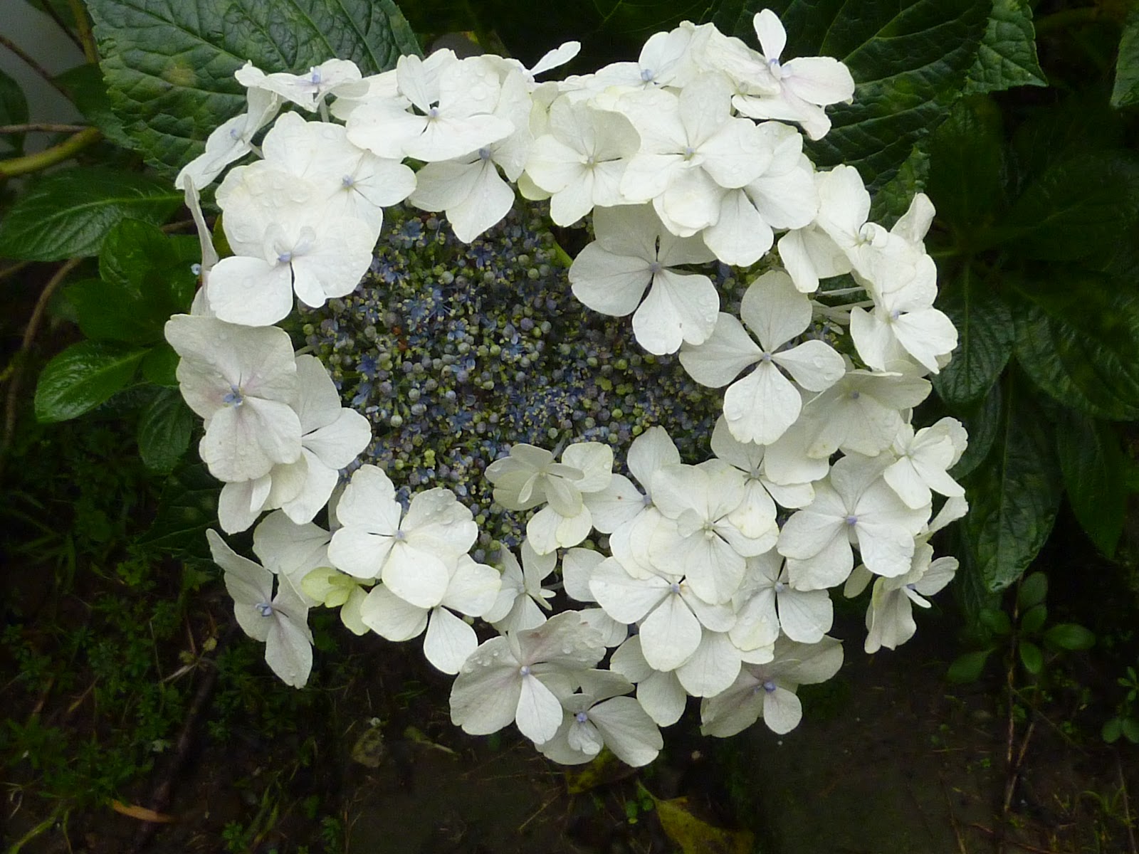 Everlasting Summer Hydrangeas Sun Valley
