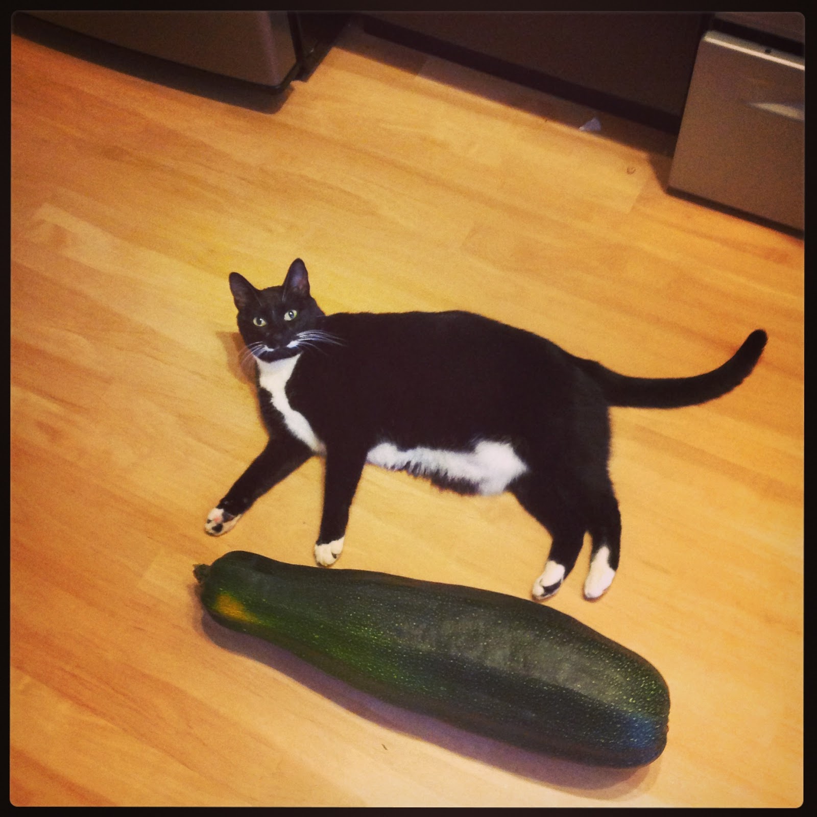 Redhead in the Rain Let's Talk Zucchini (Recipes!)