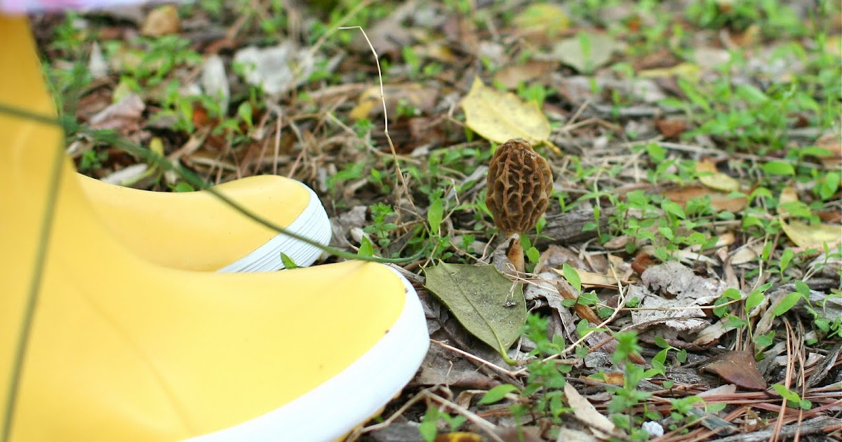 Buttered Bread Morels